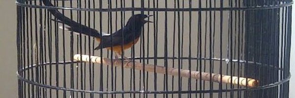 pakantono Profile Banner