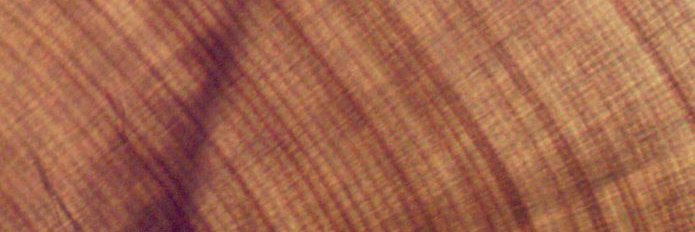 FishFichman's profile banner image