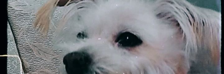 Mitch banner