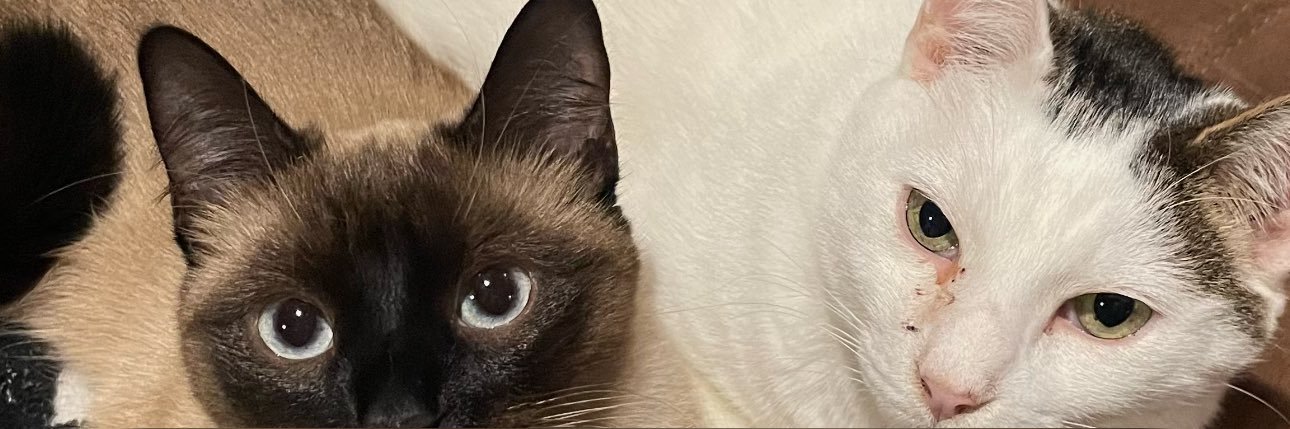ltayyy_'s profile banner image