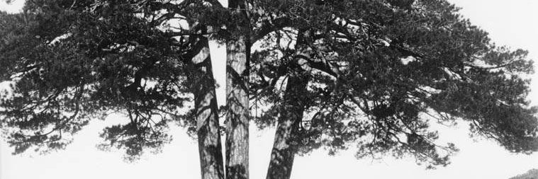 Lluís Torrent Maynau banner