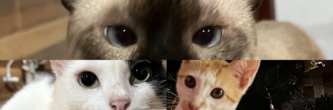 arianaaday's profile banner image