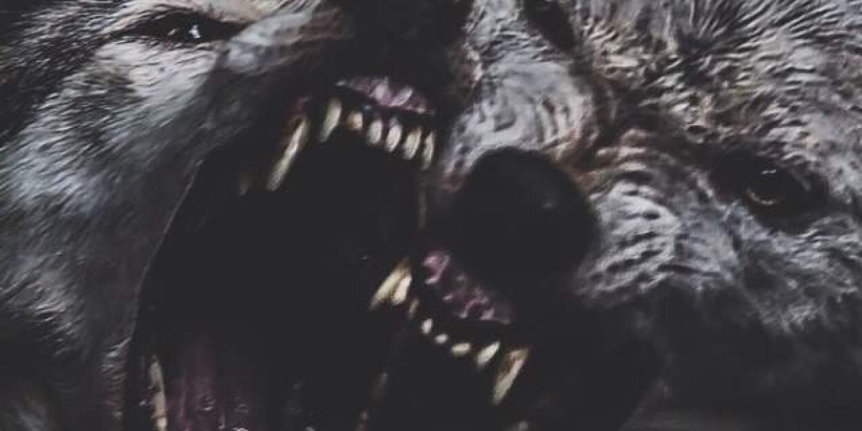CCwolf_fish13's profile banner image