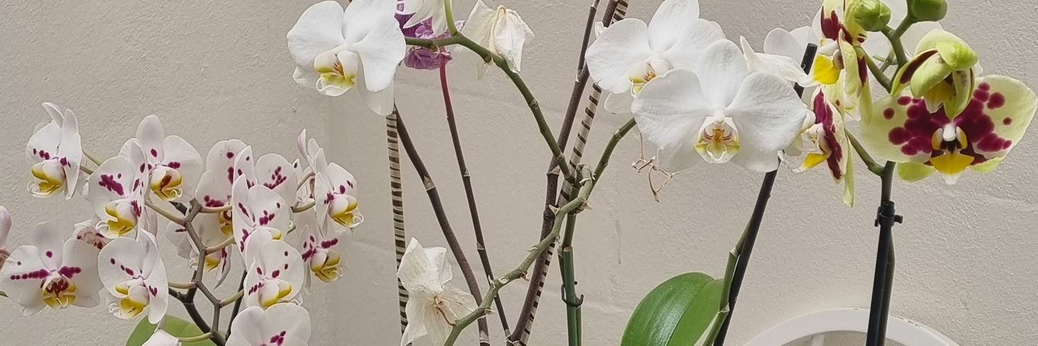 CArlisHic's profile banner image
