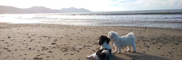 GwenllianSLT Profile Banner