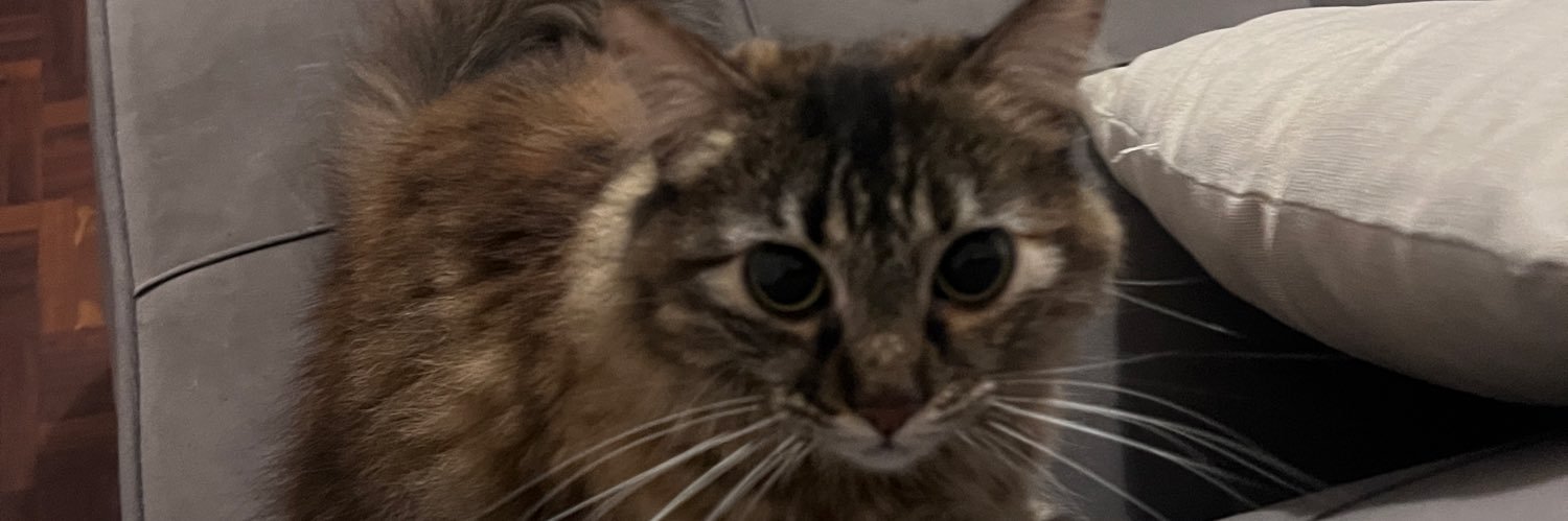 zullytweets's profile banner image