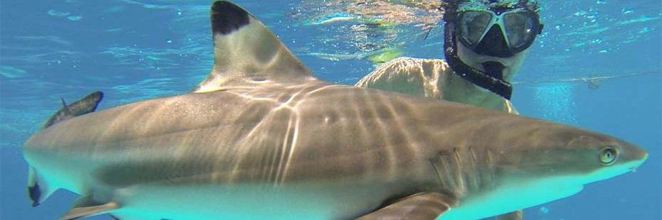 BaliSharks's profile banner image