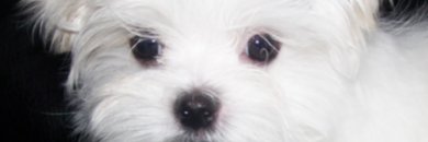Im_soBeast banner