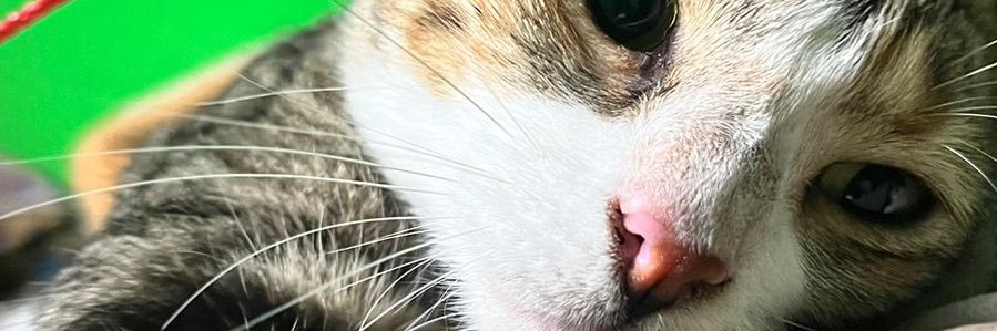 Guzmán 🐥💚 banner