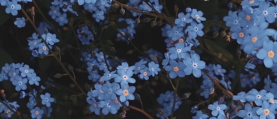 HarperGagiotti's profile banner image