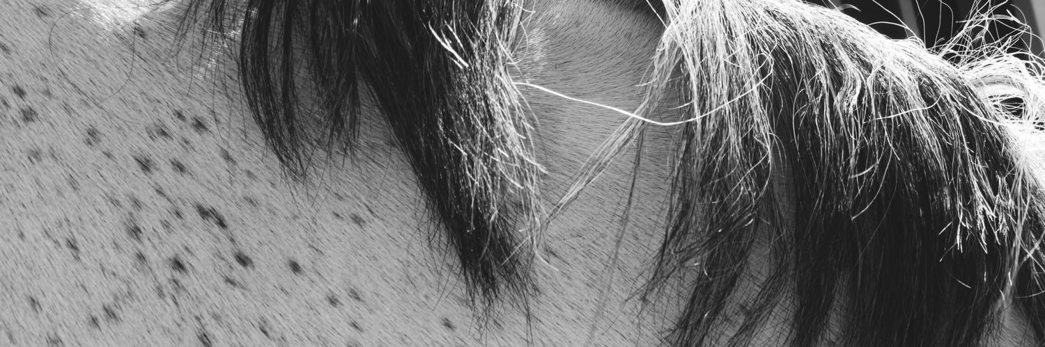 AddALittleLeg's profile banner image