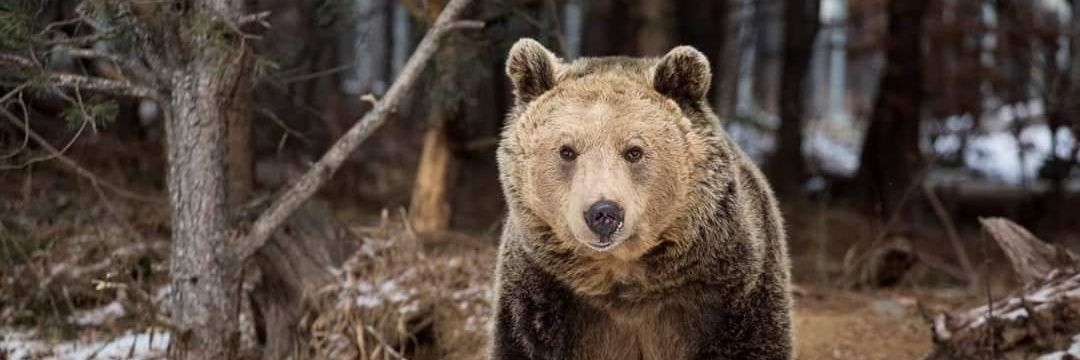 BEAR SANCTUARY Belitsa banner
