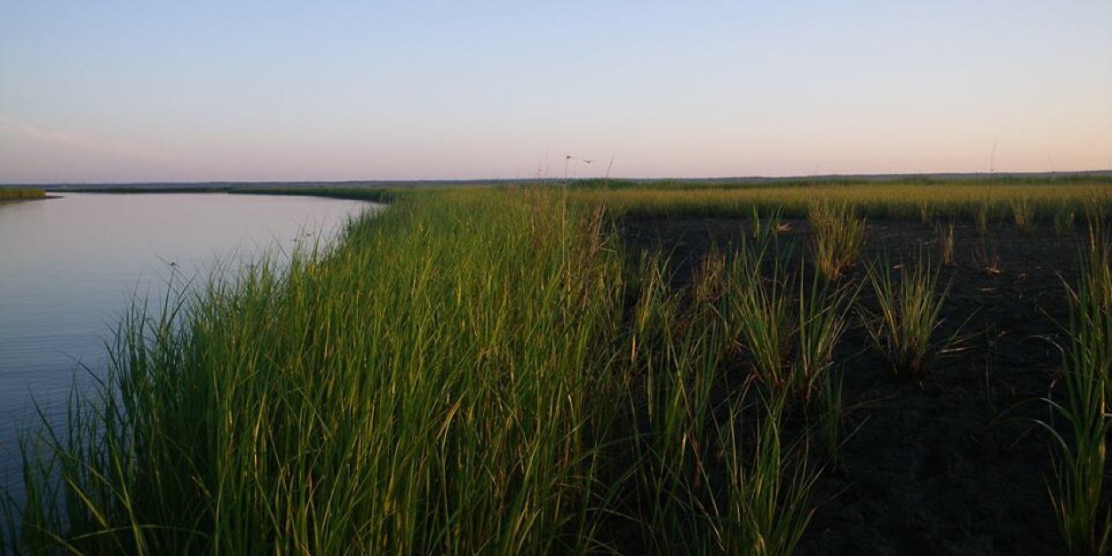 Our Local Catch banner