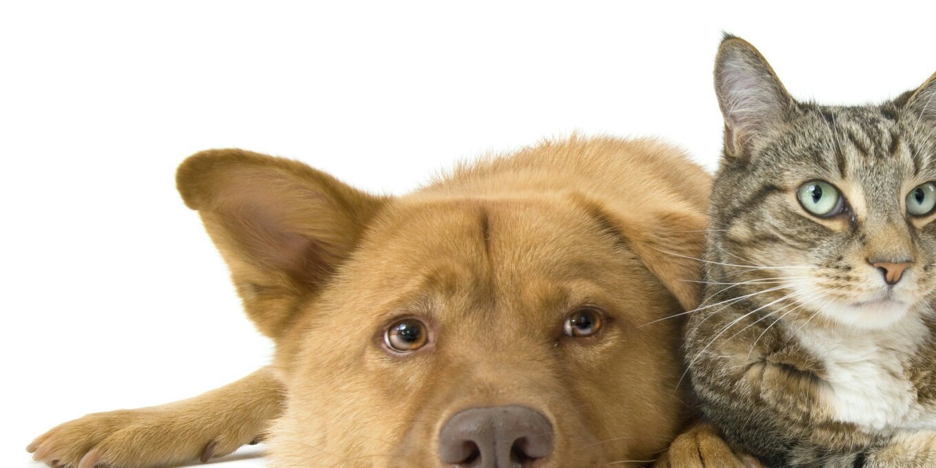 VC Animal Services banner