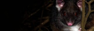 EdTechPossum's profile banner image