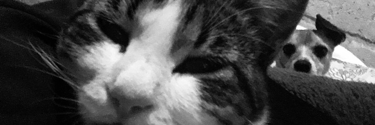Sofipasquel's profile banner image