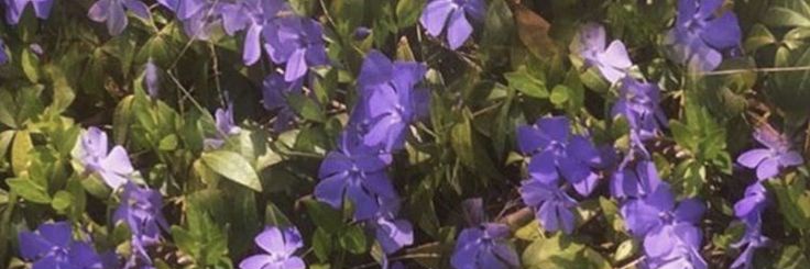 podlje's profile banner image