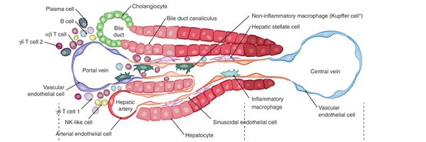 MacparlandSonya Profile Banner