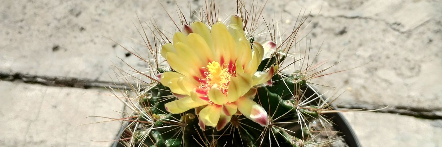 alberto barrientos banner