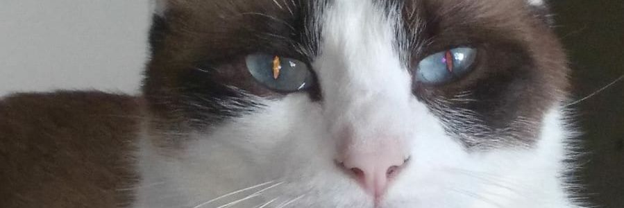 JpacalM's profile banner image