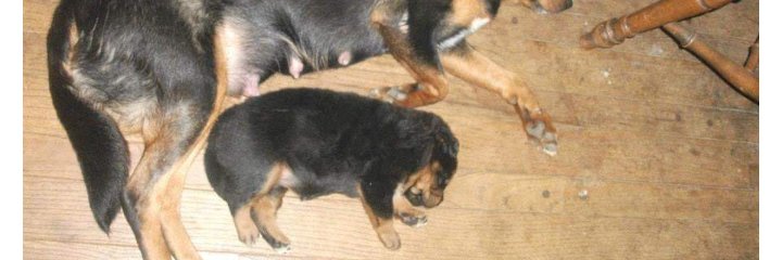 SnugglinaRose's profile banner image