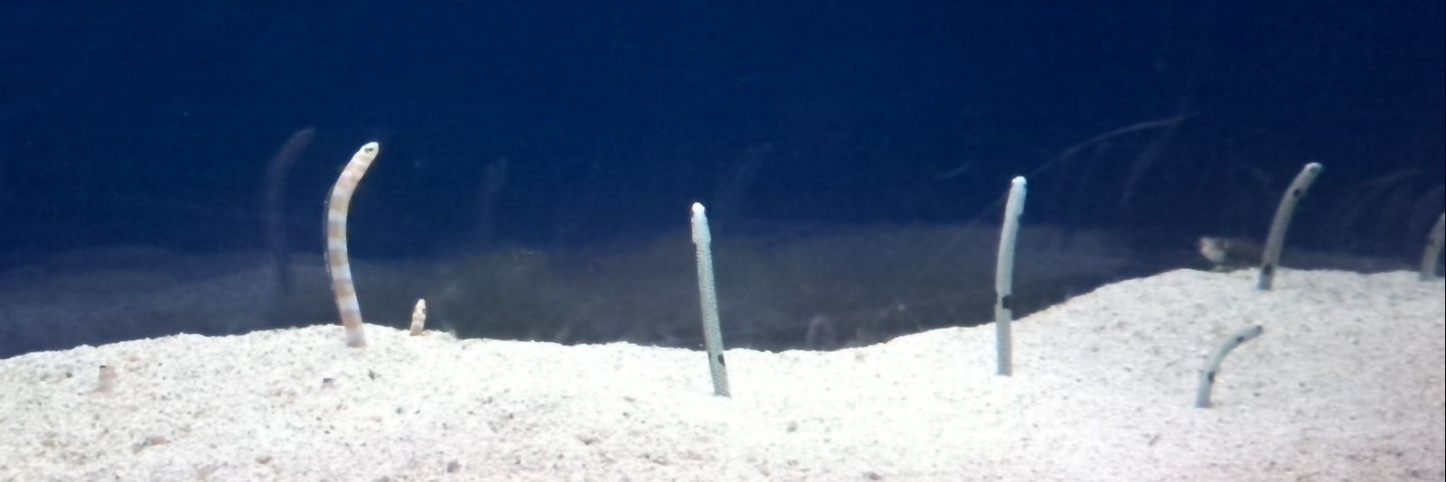 abasababy's profile banner image