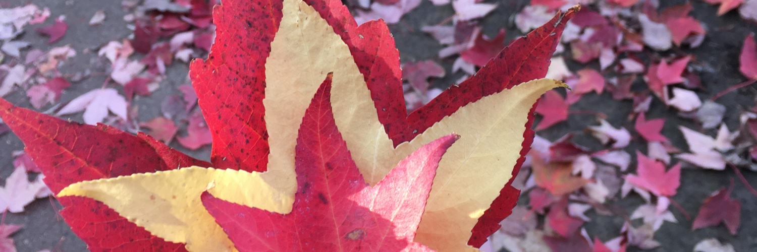 serenapage's profile banner image