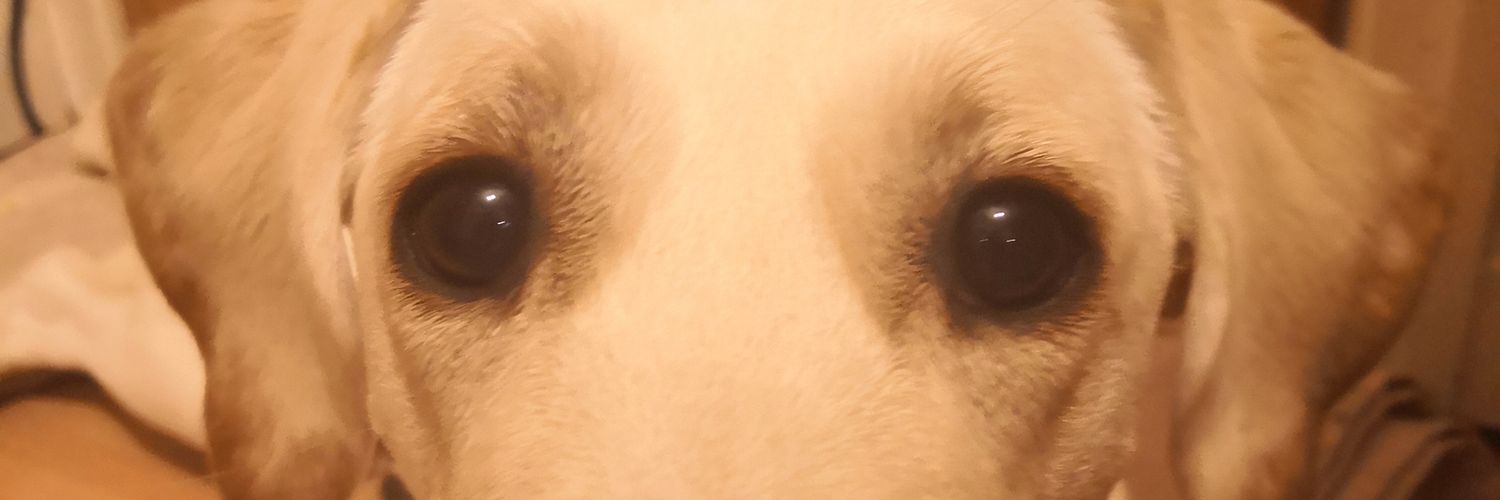 nallywag's profile banner image