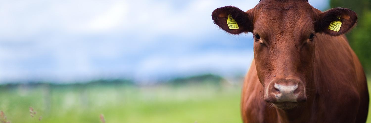 Animal Task Force banner