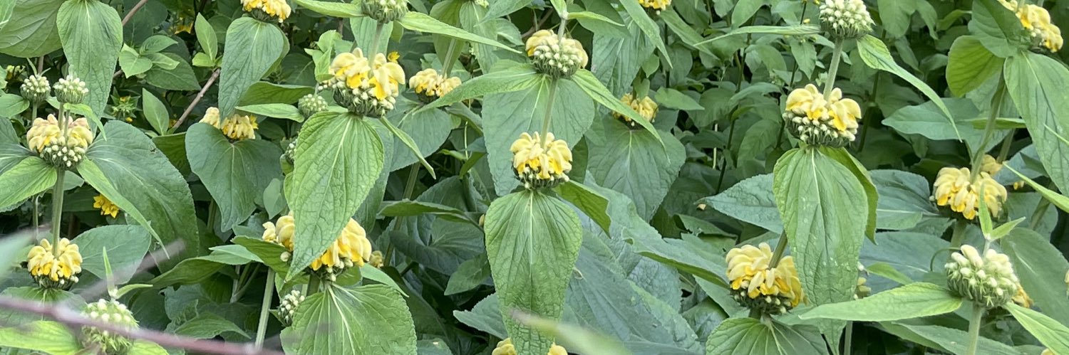 Harro Coumans banner