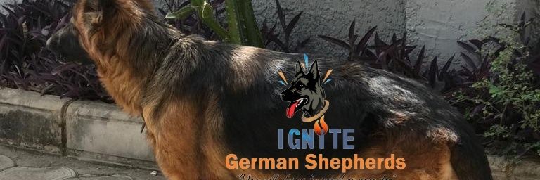 IGNITE German Shepherds banner