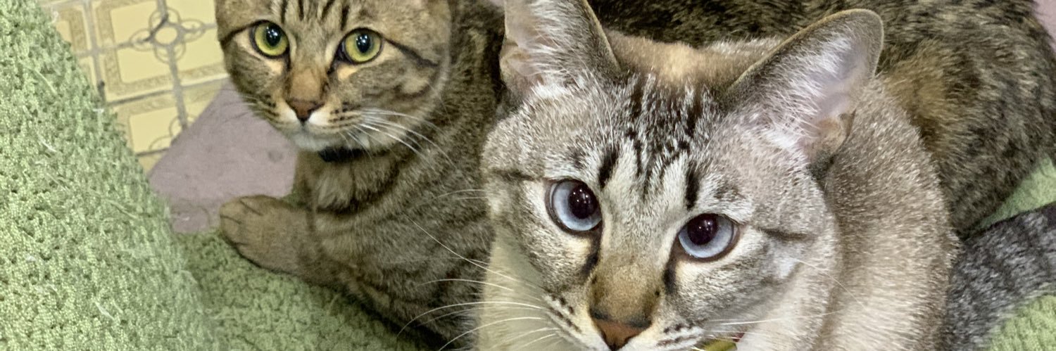 たけうち のぶやす❇🪡️🐈LINE相談はじめました banner