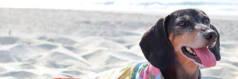 PiaPerro's profile banner image