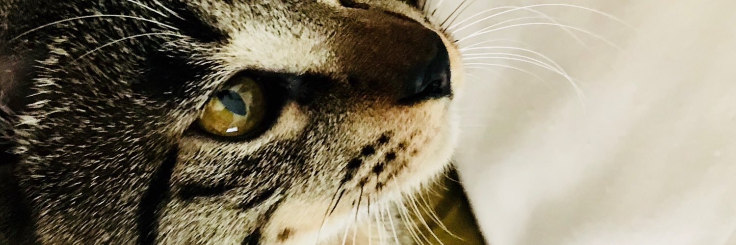 strayELLYcat's profile banner image