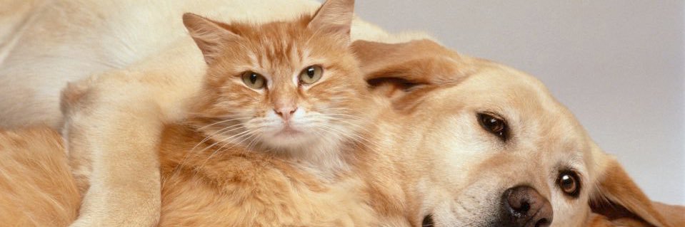PetsiCanna's profile banner image