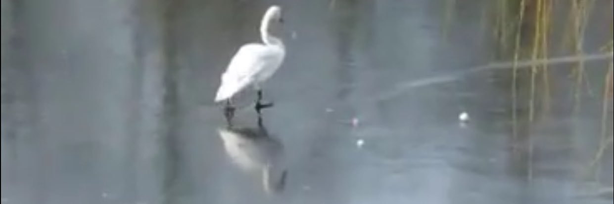 Gerardo Contreras banner