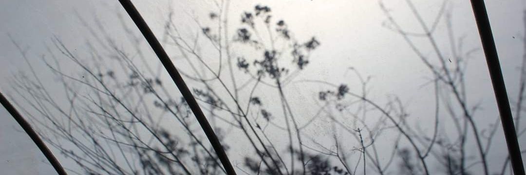 Paula Knight's banner
