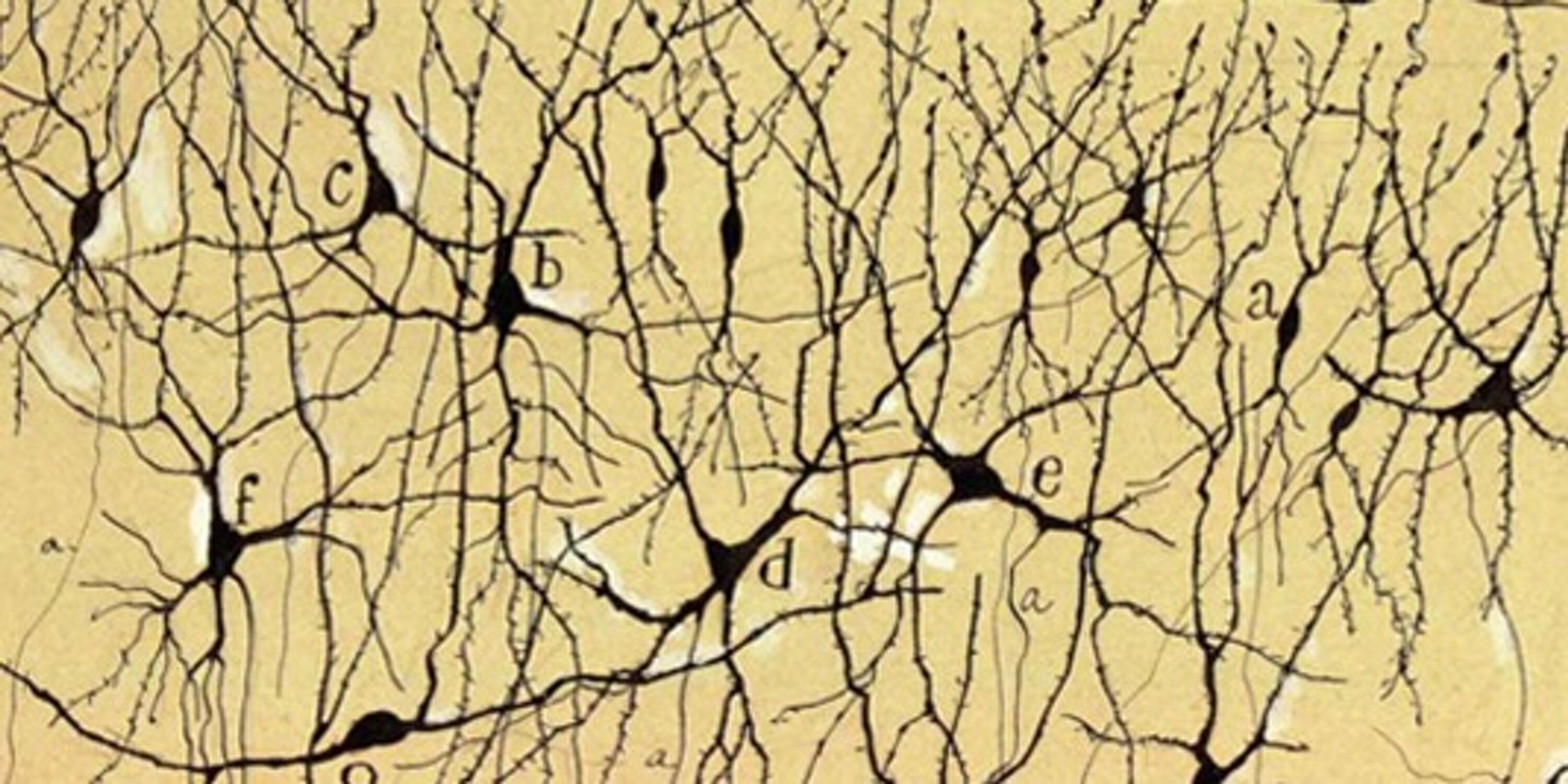 VidyasagarLab's profile banner image
