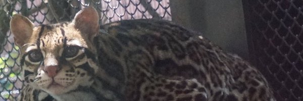 L1ly_rody Profile Banner
