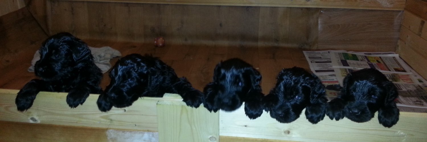 Дедушка, который смог banner