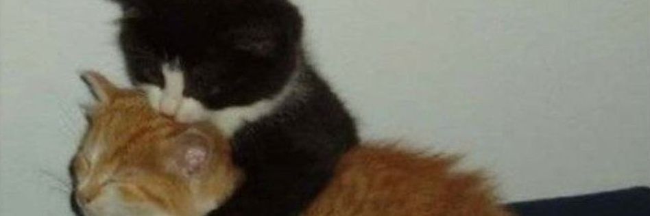 . banner