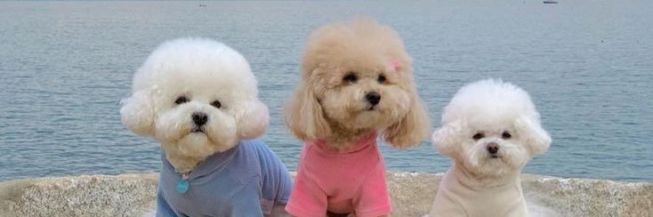 lovelyydogs's profile banner image