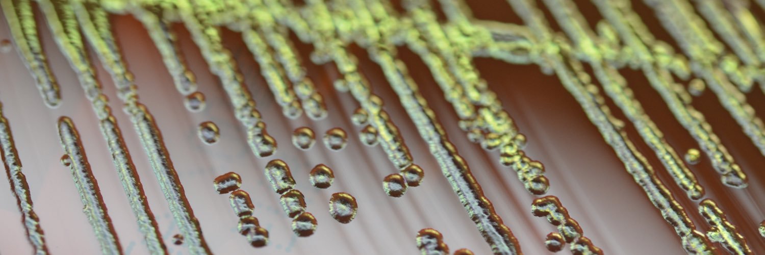 Rachael Liesman banner