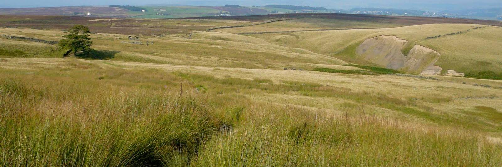 LiteratureTeacher banner