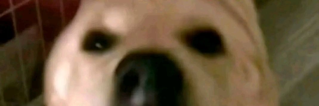 the_ready_bear banner