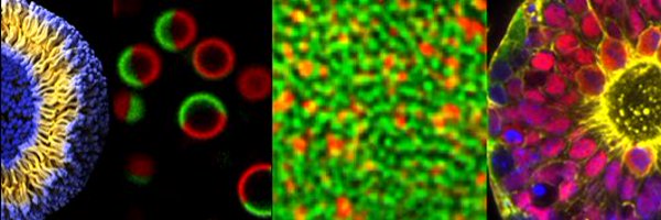 Honigmann_Lab Profile Banner