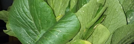 Bodo Amat😊 banner