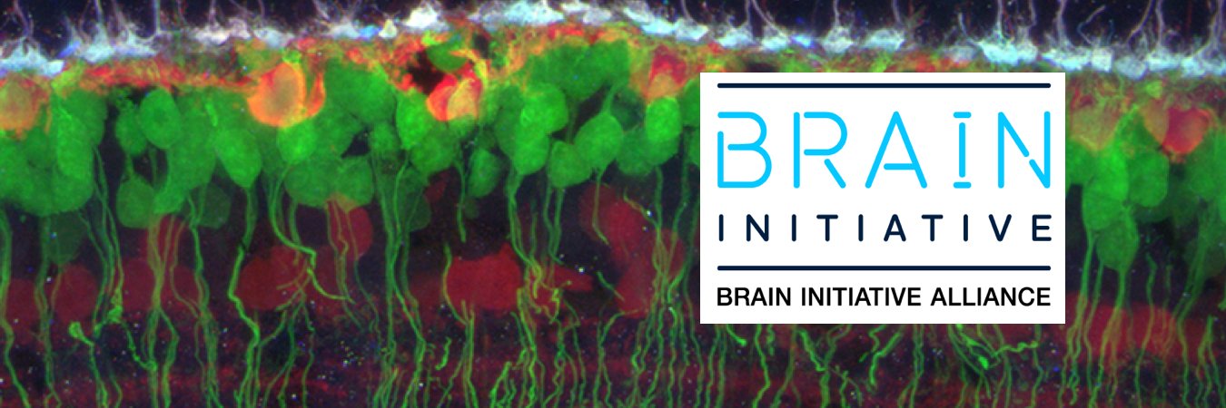 USBrainAlliance banner