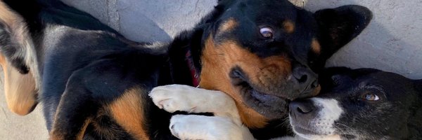 kittymo1 Profile Banner