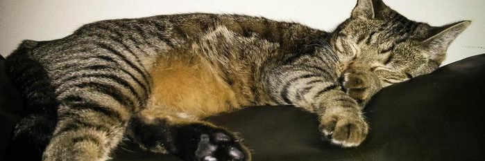 town.mid 🆖🧨🃏 banner